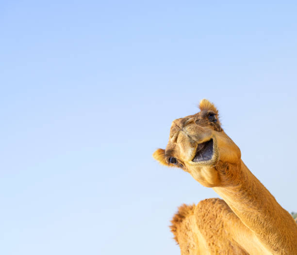 Cute young Camel brown hair head up open mouth smiling over blue sky background