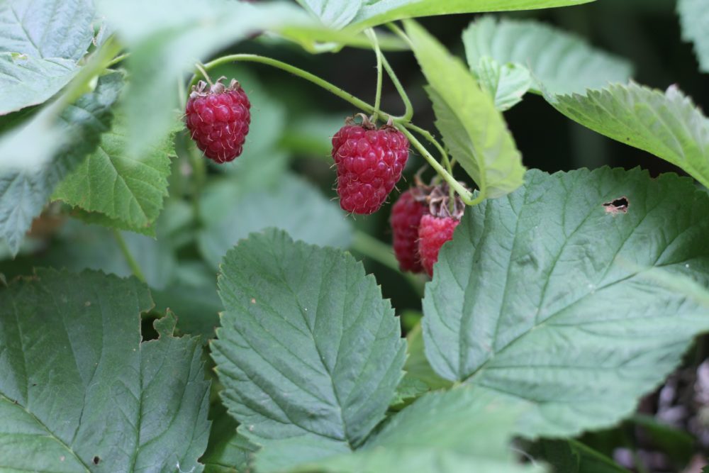 image description: berries ripening beside green leaves